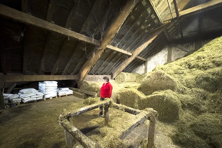 Vom Heuboden in den Mischwagen: Fütterung auf dem Hof Bäuerin Anni Dorn auf dem Heuboden, wo die Futterbestandteile gelagert werden.